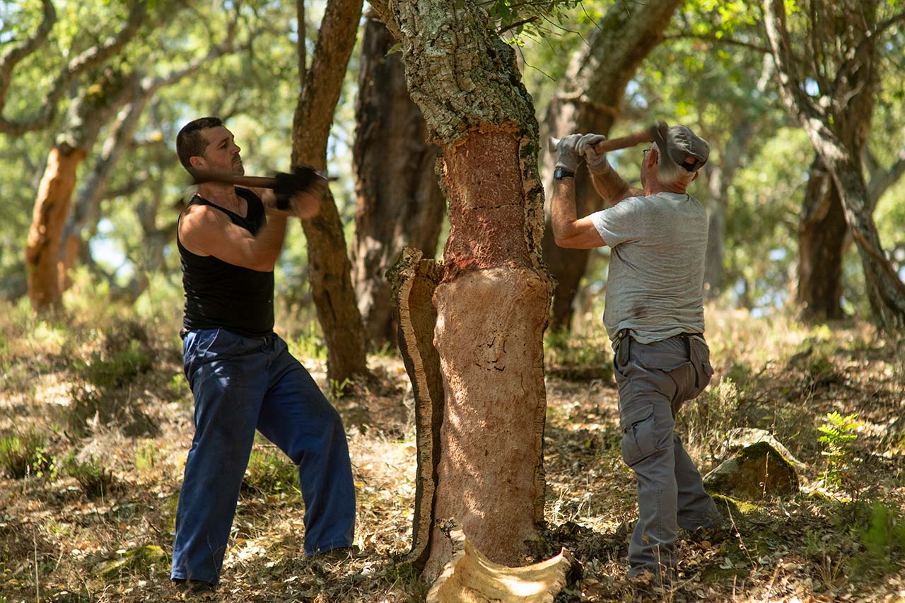 The successful end of cork extraction at Torrent: the production of 100% sustainable microgranulated stoppers 5 | Grupo Torrent España The cork extraction in Algamitas, Cádiz | Torrent Closures