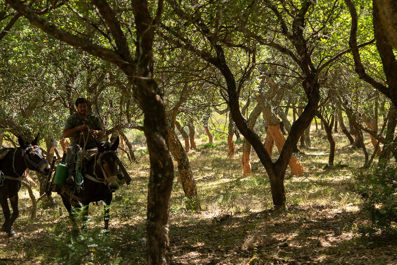 The successful end of cork extraction at Torrent: the production of 100% sustainable microgranulated stoppers 4 | Grupo Torrent España The cork extraction in the Cork Oak Park Algamitas | Torrent Closures