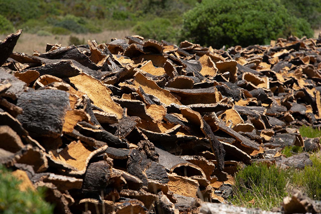 The successful end of cork extraction at Torrent: the production of 100% sustainable microgranulated stoppers 2 | Grupo Torrent España The cork extraction of Algamitas | Torrent Closures