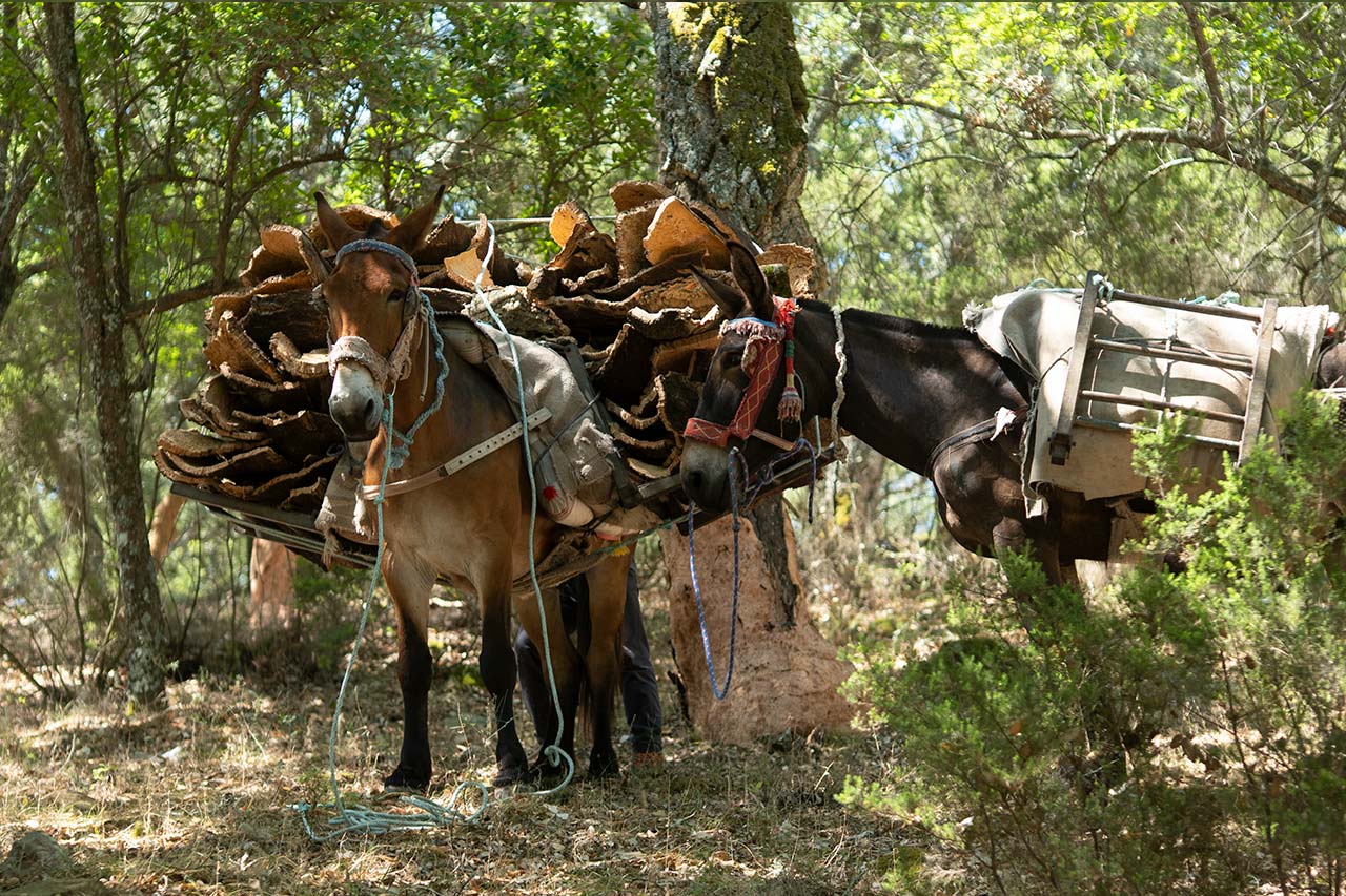 The successful end of cork extraction at Torrent: the production of 100% sustainable microgranulated stoppers 3 | Grupo Torrent España The cork extraction transporting by donkey | Torrent Closures