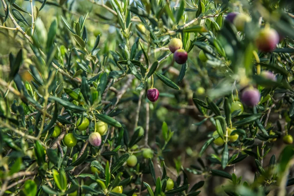 journee mondiale olivier 2025